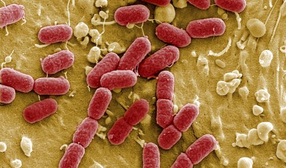 Descubierto un péptido que destruye las colonias de bacterias ...