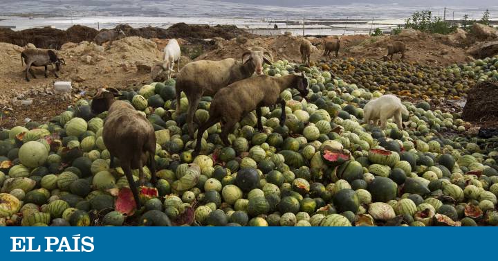 How Spain is failing to curb food waste - EL PAIS