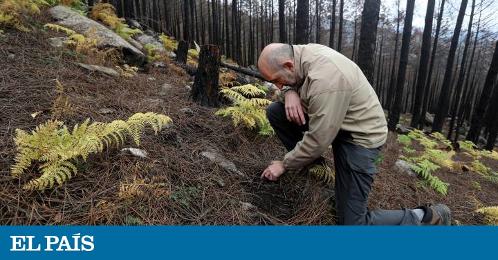 Tres plagas climáticas han dañado ya el 22% de los bosques españoles
