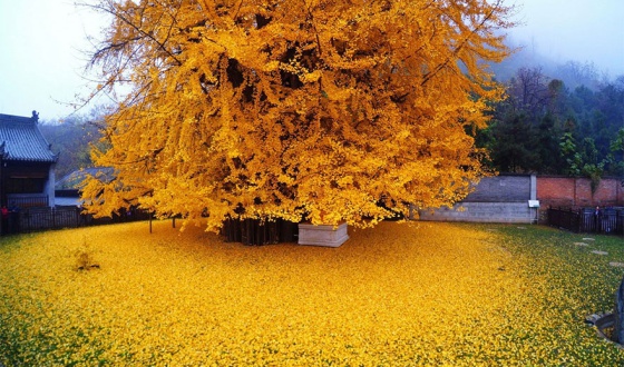 Ginkgo, el árbol chino que maravilla a internet y que también puede  encontrarse en España | Verne EL PAÍS