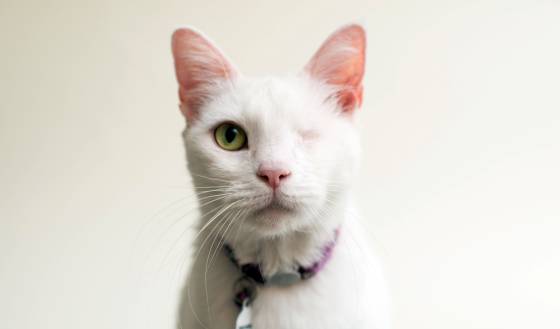Objeción comunicación Inválido La belleza de los gatos ciegos', capturada en 15 fotografías | Verne México  EL PAÍS
