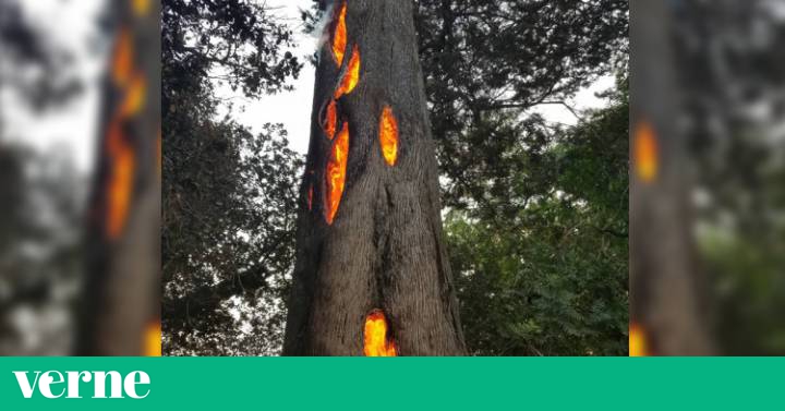 El árbol de California que se quema por dentro | Verne EL PAÍS