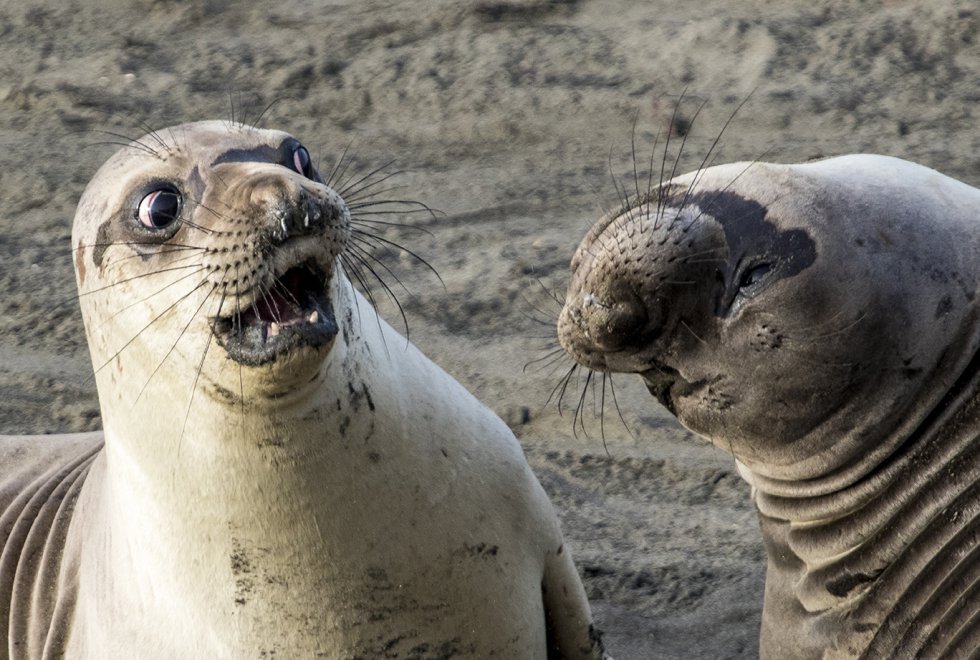 15 animais engraçados por natureza: fotos, memes e curiosidades