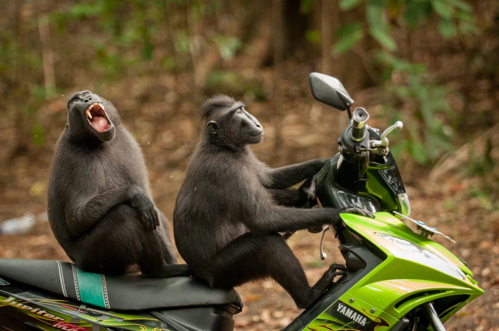 A fuga dos macacos. Katy Laveck Foster, fotógrafo dos Estados Unidos, fez esta foto de dois macacos na reserva natural de Tangkoko, na Indonésia. “Vamos logo!”, diz o garupa, enquanto o outro encara a coisa com calma.