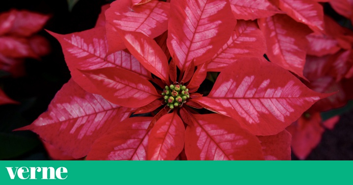 La flor de nochebuena: el regalo de México para el mundo en las fiestas de  Navidad | Verne México EL PAÍS