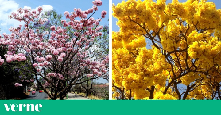 Tabebuia: El árbol que colorea de rosa y amarillo la primavera en México |  Verne México EL PAÍS